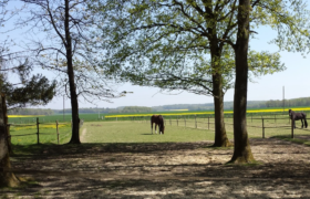 Écurie 9ha5 dans les Yvelines (78) Écurie 9ha5 dans les Yvelines (78)