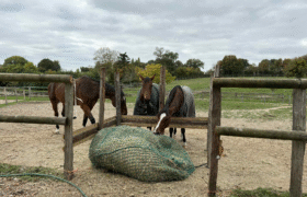 Écurie privée sur 2ha entre Nogent et la Ferté