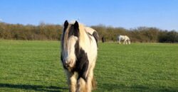 Propriété privée de 6ha entre Évreux et Verneuil sur Avre